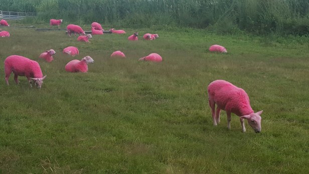 Pink Sheep